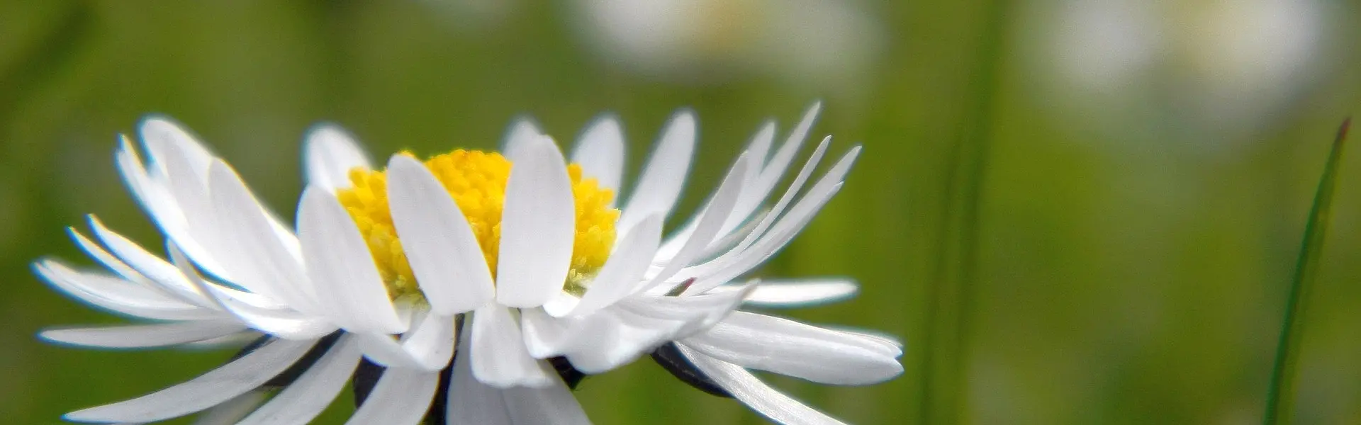 Header Background